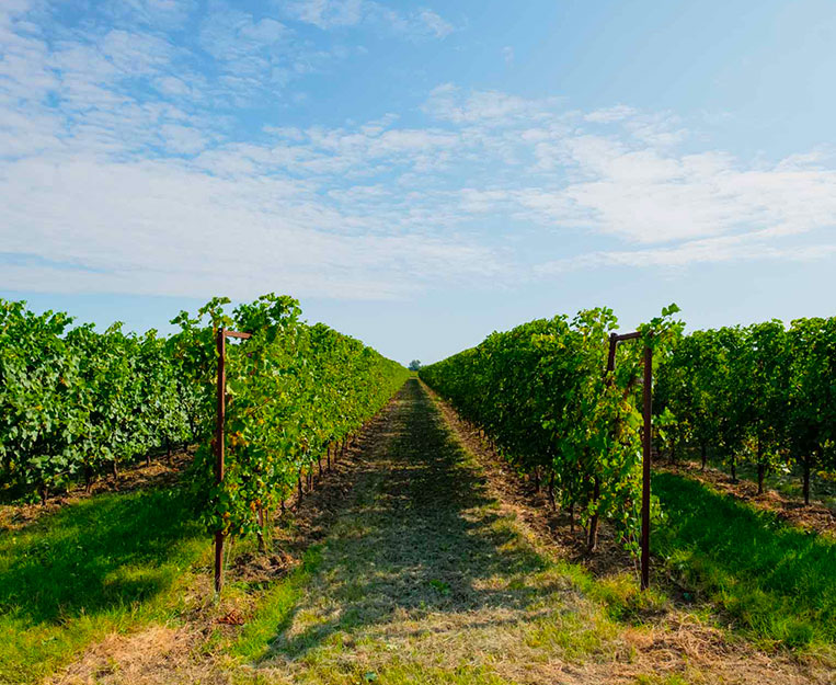 Podgorie Veneto – vinuri italiene Molon Luigino