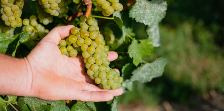 recoltă struguri Veneto vinuri italiene premium